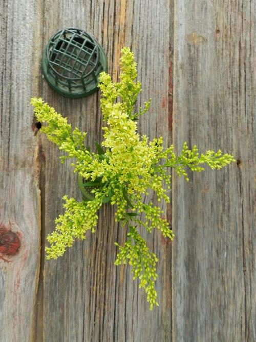 SOLIDAGO  YELLOW ASTER